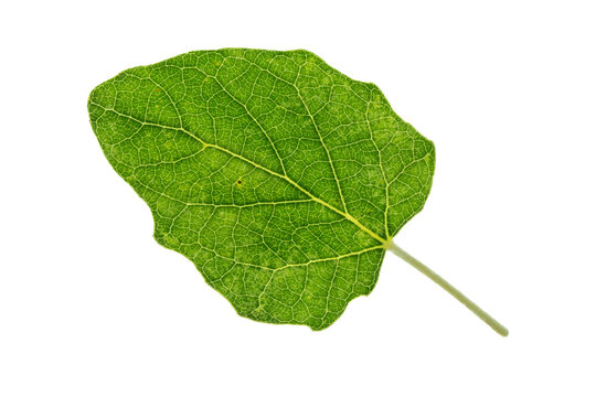 Fresh green leaf isolated on a transparent background, showcasing intricate natural venation