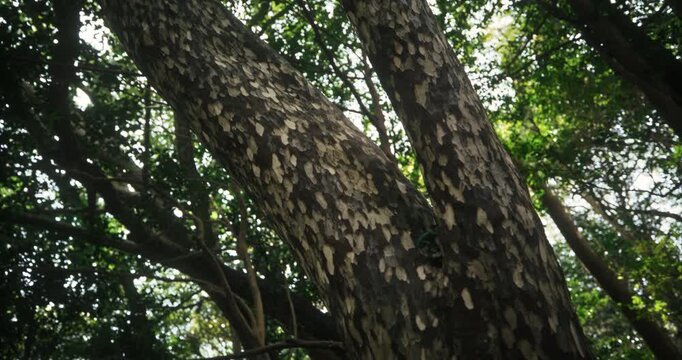 Low Angle Tilt Down On Large Tree Trunk With Mottled Bark In Forest Japan