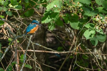 Obraz premium Common kingfisher perched on branch in green natural habitat