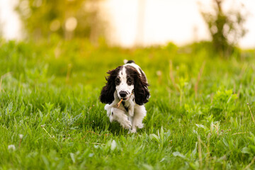 Fototapeta premium Black and white spaniel puppy walking through green grass carrying a small stick.