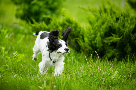 Black and white spaniel puppy running through green grass with a stick in its mouth