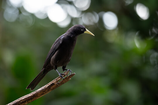 Red-rumped Cacique Bird Perched on a Branch in the Atlantic Forest Biosphere