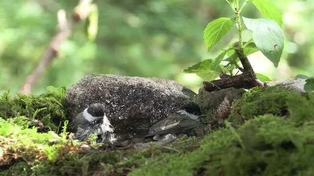  cincia bigia (Poecile palustris) gray tit
