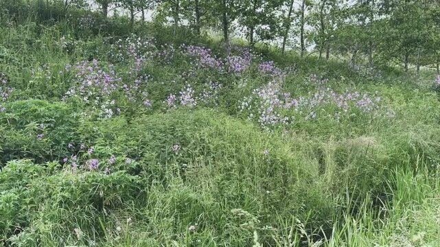 Lila blühende Wildblumen am Hang einer Au
