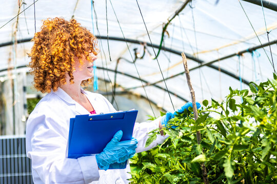 Scientist inspecting plants in greenhouse for pest control and quality monitoring
