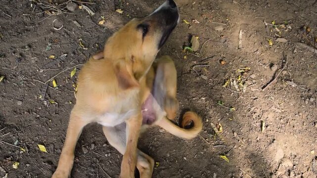Stray puppy scratching its neck with back paw while sitting on dirt ground outdoors close up. Cute mixed breed young brown dog itching itself, homeless canine with fleas or ticks resting in nature par