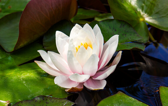 Elegant white water lily flower blooming on a tranquil pond surrounded by green lily pads and reflective water. Ideal for themes of nature, aquatic plants, garden ponds, wellness, meditation, purity, 