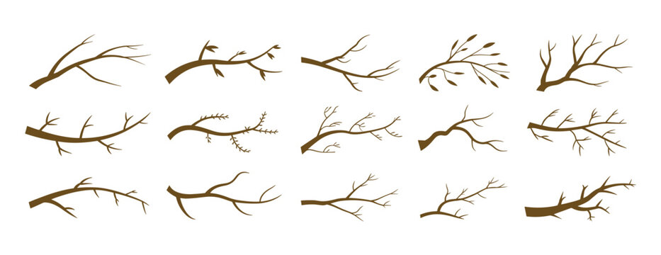 A Collection of Winter Tree Branches: An artistic arrangement showcasing a variety of bare tree branches, some with a few remaining leaves, evoking the stark beauty of winter.