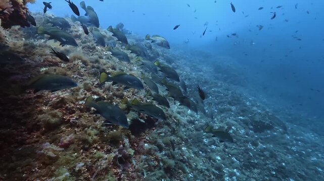 Underwater scene -Brown meagre fish in a Mediterranean reef