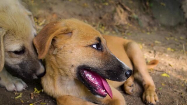 Two cute stray puppies cuddling and playing together on the ground outdoors close up. Friendly mixed breed young brown dog panting with pink tongue out, lying next to its cream companion in nature par