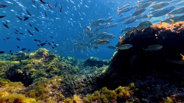 Marine life - Saddle breams and salema fish in crystal sea waters 