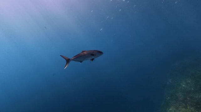 Nature underwater - Amberjack fish swimming in crystal clear sea waters