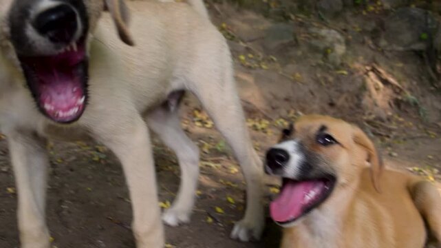 Two happy stray puppies playing outdoors close up. Playful mixed breed young dogs panting with tongues out and open mouths, friendly brown and cream cute canines enjoying sunny day in nature park fore