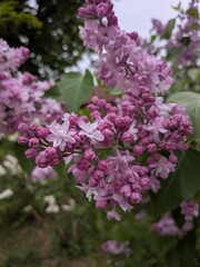 Obraz premium lilac flowers in the garden Flieder, Frühling 
