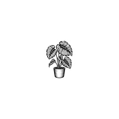 Vintage monstera deliciosa plant in pot, hand drawn botanical sketch vector, black and white tropical houseplant illustration for interior design © MD. JONAED