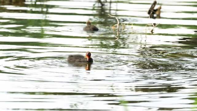Several coot ducks with broods of young ducklings swim in pond and show chicks how to get food in water, curious little ducklings imitate ducks parents behavior and learn to feed themselves.