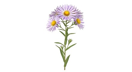Fototapeta premium Vibrant purple aster flowers with yellow centers on green stem