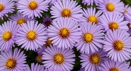 Fototapeta premium Lavender aster flowers close up vibrant purple blooms for botanical art