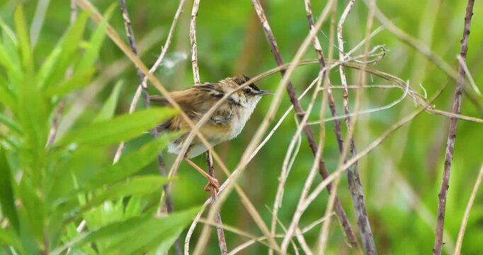 Zitting cisticola in grassfield