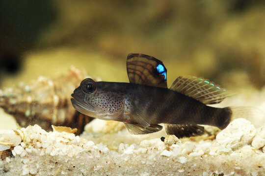 Flagfin prawn goby, flagfin shrimp goby or smiling goby (Mahidolia mystacina)