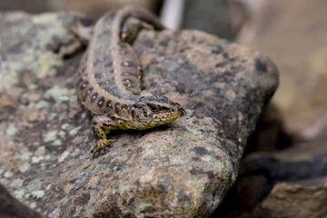 Jaszczurka zwinka (Lacerta agilis) odpoczywa na oświetlonym słońcem kamieniu. Jej ciało zdobi wzór plam i pasów, który wtapia się w teksturę skały. Ziemiste ubarwienie jaszczurki jest kamuflażem © Grzegorz