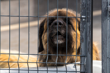 Duży, kudłaty pies, prawdopodobnie Leonberger, stoi za metalowym płotem. Pies ma gęstą, brązową sierść i szczeka. Jego pysk lekko wystaje między prętami. Ogrodzenie jest zbudowane z cienkich prętów. © Grzegorz