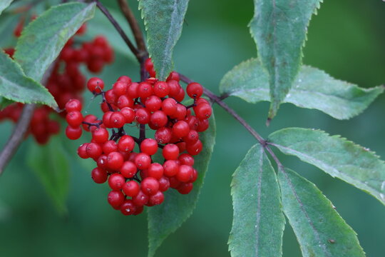 Grappe de baies rouges sauvages sur arbuste dans la nature