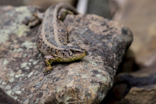 Jaszczurka zwinka (Lacerta agilis) odpoczywa na oświetlonym słońcem kamieniu. Jej ciało zdobi wz&oacute;r plam i pas&oacute;w, kt&oacute;ry wtapia się w teksturę skały. Ziemiste ubarwienie jaszczurki jest kamuflażem