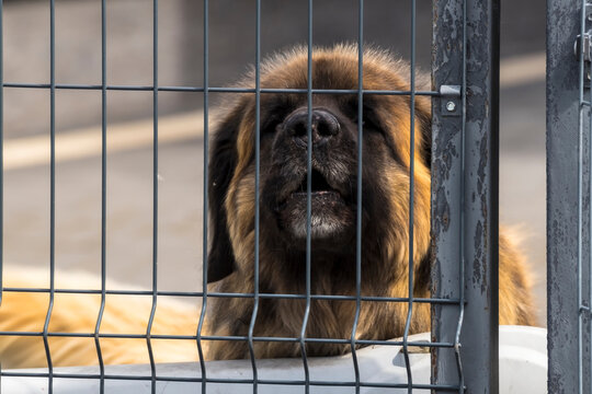 Duży, kudłaty pies, prawdopodobnie Leonberger, stoi za metalowym płotem. Pies ma gęstą, brązową sierść i szczeka. Jego pysk lekko wystaje między prętami. Ogrodzenie jest zbudowane z cienkich pręt&oacute;w.