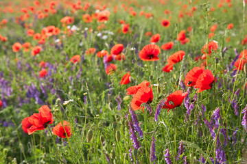 Fototapeta premium Shallow depth of field shot of vibrant red poppy flowers blooming in a summer field. Close-up of a honeybee gathering pollen on wild chamomile background.