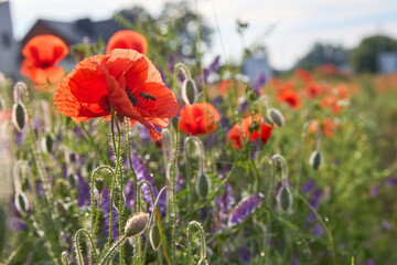 Naklejka premium Macro shot of a honeybee flying near a blooming red poppy flower. Summer field landscape with purple wildflowers background and morning sunlight.