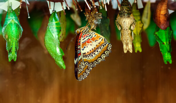 Close up shot of a beautiful tropical butterfly (Cethosia biblis) hatching from its pupa hanging among other colorful cocoons on a breeding farm