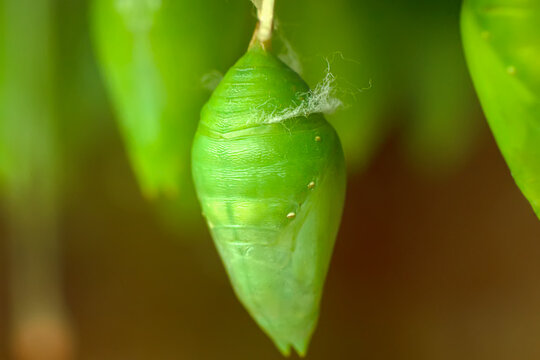 Macro shot of a vibrant green monarch butterfly chrysalis or pupa hanging from a branch among lush green leaves. Beautiful nature background showcasing insect metamorphosis