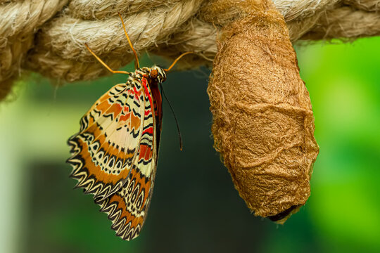 Macro shot of a beautiful tropical red lacewing butterfly (Cethosia biblis) drying its wings next to its empty brown cocoon hanging on a rope