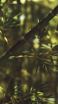 Bamboo stalks and green leaves are visible in a forest. The sunlight filters through the trees, creating a natural setting. This scene shows the growth of bamboo plants.