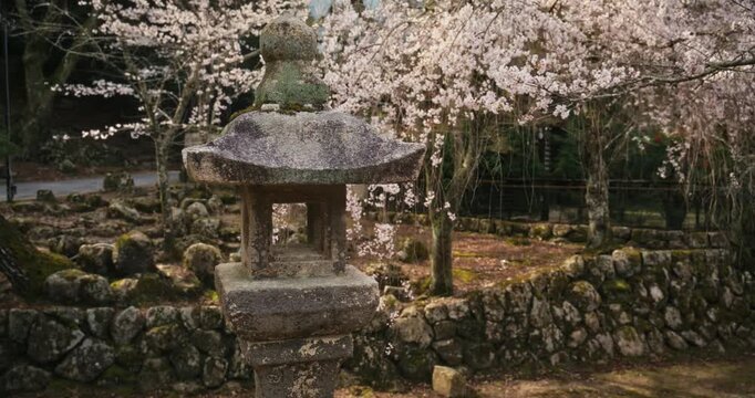 Stone Lantern and Weeping Cherry Blossoms in Japanese Garden - Slow Steady Cam Shot
