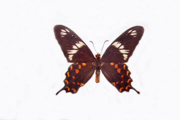 Naklejka premium Hector Sailboat butterfly with beautiful cocoon wings isolated on a white background. Wildlife fauna insects.