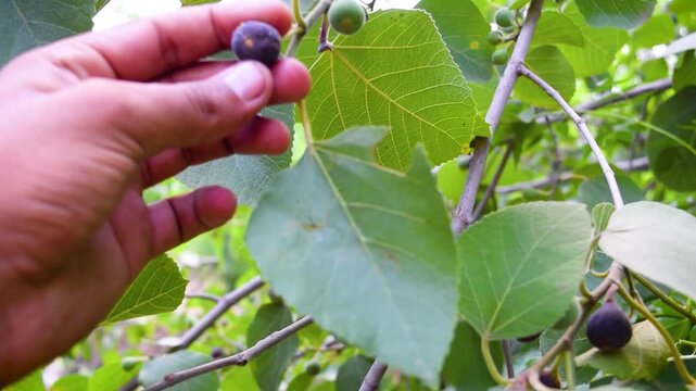 Fig Ficus carica common fig tree branch close up hand plucking ripe purple fruit checking sweet organic figs harvesting growth process agriculture farming gardening fresh seasonal produce orchard plan