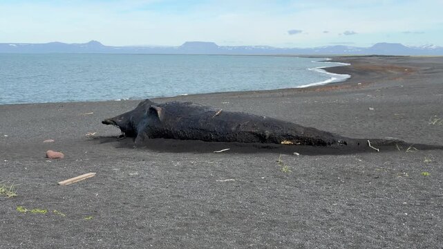 Beached whale carcass on a black sand beach in Iceland, North Atlantic Ocean