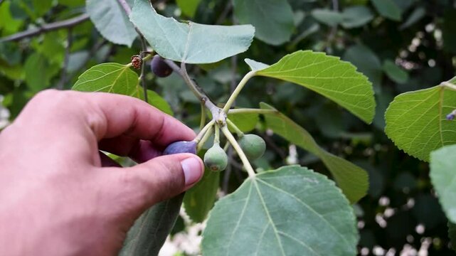 Fig Ficus carica common fig tree branch close up hand reaching pulling ripe dark purple fruit checking sweet organic figs harvest growth process agriculture farming gardening fresh seasonal produce or