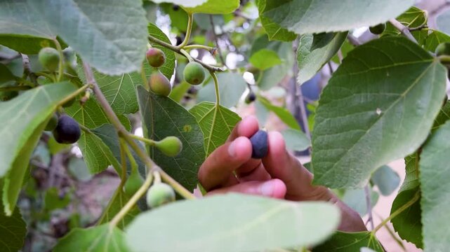 Fig Ficus carica common fig tree branch close up hand picking ripe dark purple fruit checking sweet organic figs harvest growth process agriculture farming gardening fresh seasonal produce orchard pla