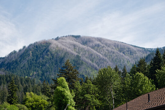 Eagle Creek Fire Burn Scar on a Columbia River Gorge Peak above Cascade Locks