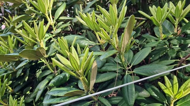 Evergreen rhododendron with narrow lanceolate leaves in the spring garden. Ornamental rhododendron shrub with unique leaf shape. Young rhododendron foliage in sunlight. Nature