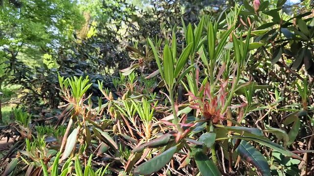 Evergreen rhododendron with narrow lanceolate leaves in the spring garden. Ornamental rhododendron shrub with unique leaf shape. Young rhododendron foliage in sunlight. Nature
