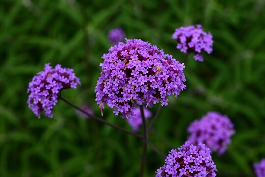 Purpletop vervain (Verbena bonariensis) flowers. Verbenaceae perennial. It produces reddish-purple flowers in cymose inflorescences during the summer.