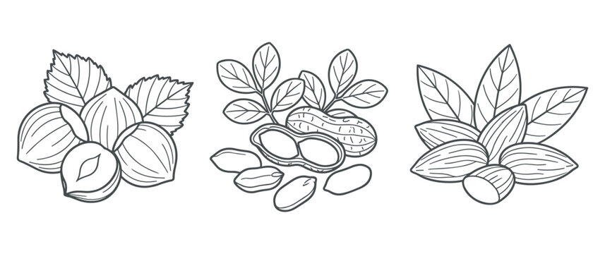 Assorted nuts and peanuts with green leaves.
