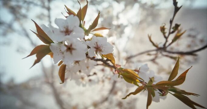 Foggy Cherry Blossom Branch Close-Up In Hiroshima Japan - Slow Motion