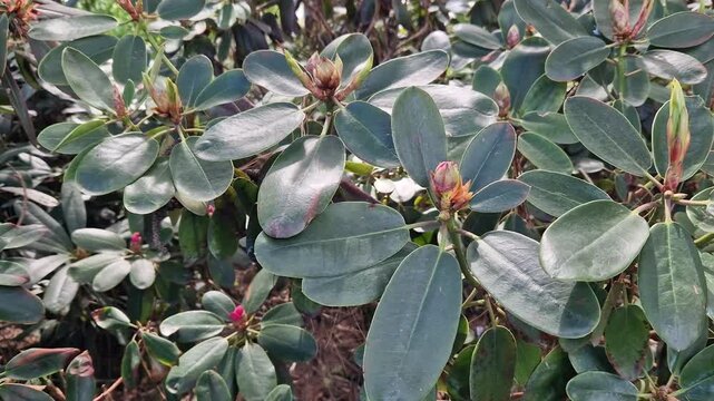 Evergreen rhododendron with narrow lanceolate leaves in the spring garden. Ornamental rhododendron shrub with unique leaf shape. Young rhododendron foliage in sunlight. Nature
