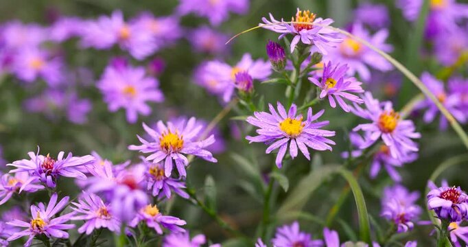 Purple aster flowers, moist asters with transparent dew drops on the petals grow as part of a large autumn flower bed in the village.