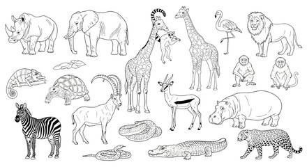 Detailed Hand Drawn Wildlife Collection Featuring Various Exotic Zoo Animals and Safari Creatures for Coloring Book Projects © Fatima